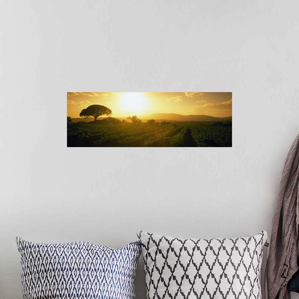 A bohemian room featuring Panoramic picture taken of the sun as it rises and shines over a large vineyard.