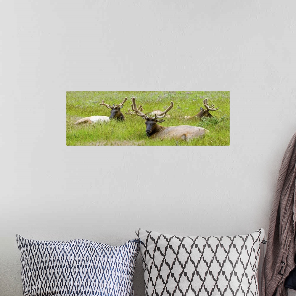 A bohemian room featuring Three Roosevelt elk resting on grass, California