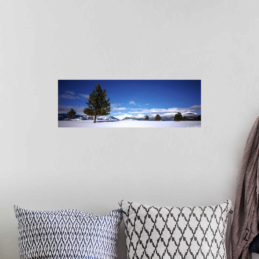 A bohemian room featuring Tree in a snow covered field, Ponderosa pine tree, Montana