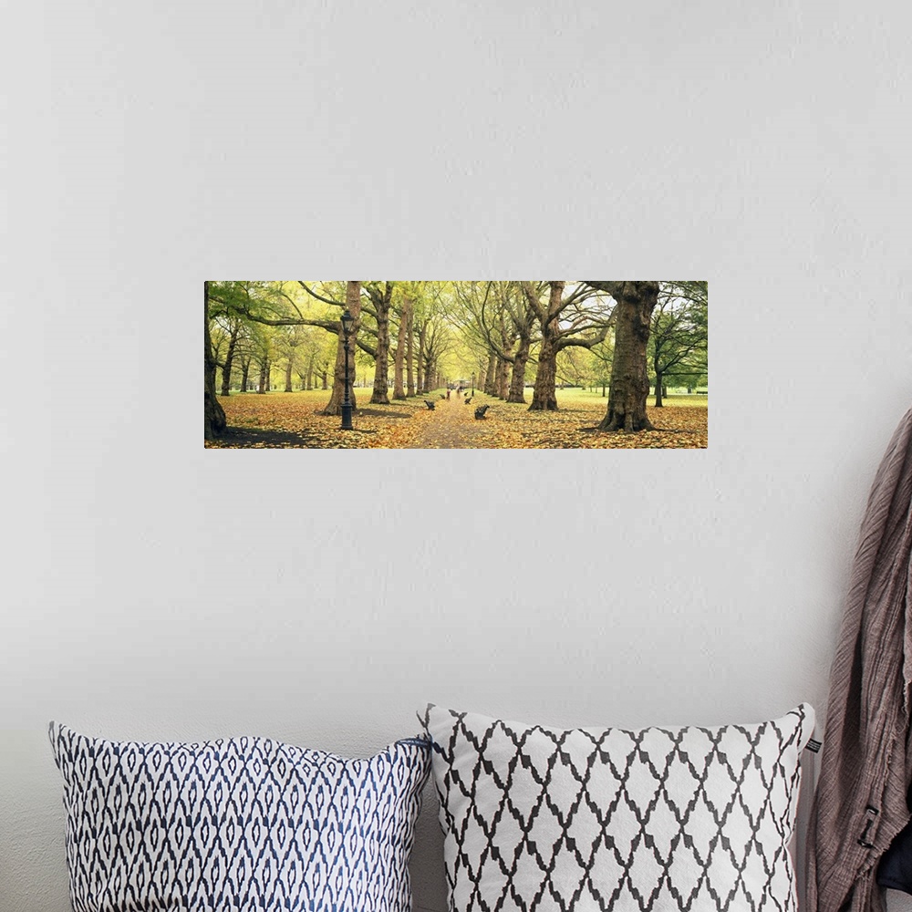 A bohemian room featuring This panoramic picture is of a walking path in a park with large trees lining the path and leaves...