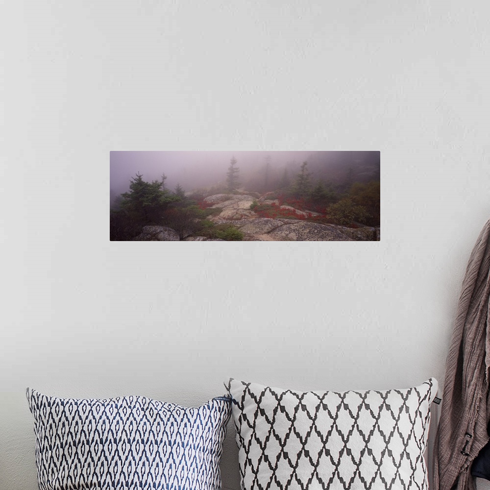 A bohemian room featuring Trees covered with fog, Cadillac Mountain, Acadia National Park, Maine