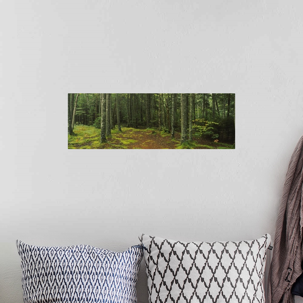 A bohemian room featuring Trees in a forest, Acadia National Park, Maine