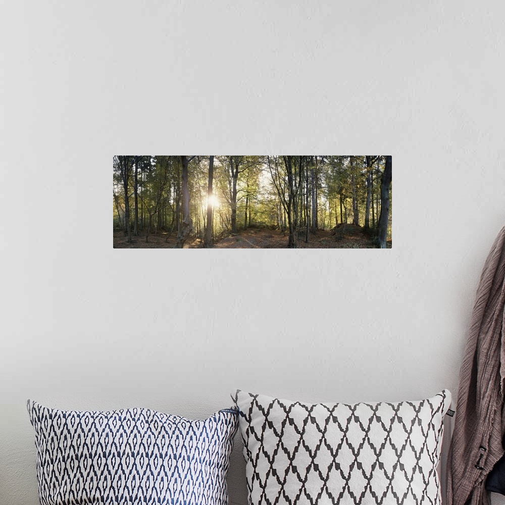 A bohemian room featuring Trees in a forest, Black Forest, Freiburg im Breisgau, Baden Wurttemberg, Germany