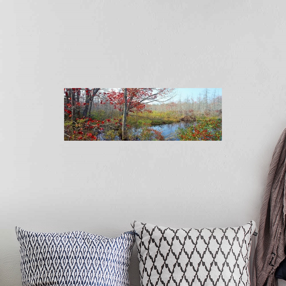 A bohemian room featuring Autumn, Wetland, Near Damariscotta, Maine, USA