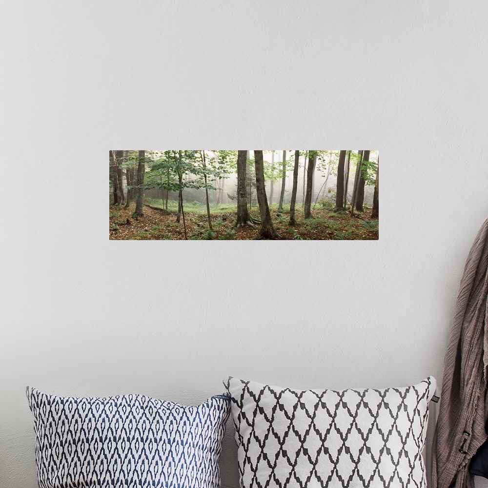 A bohemian room featuring Trees in a forest, Old Forge, Adirondack Mountains, Herkimer County, New York State,
