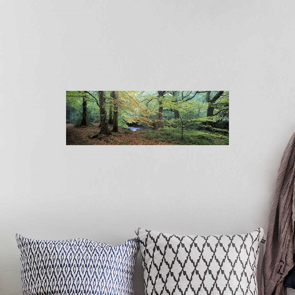 A bohemian room featuring Trees in a forest, River Teign, Dartmoor, Devon, England