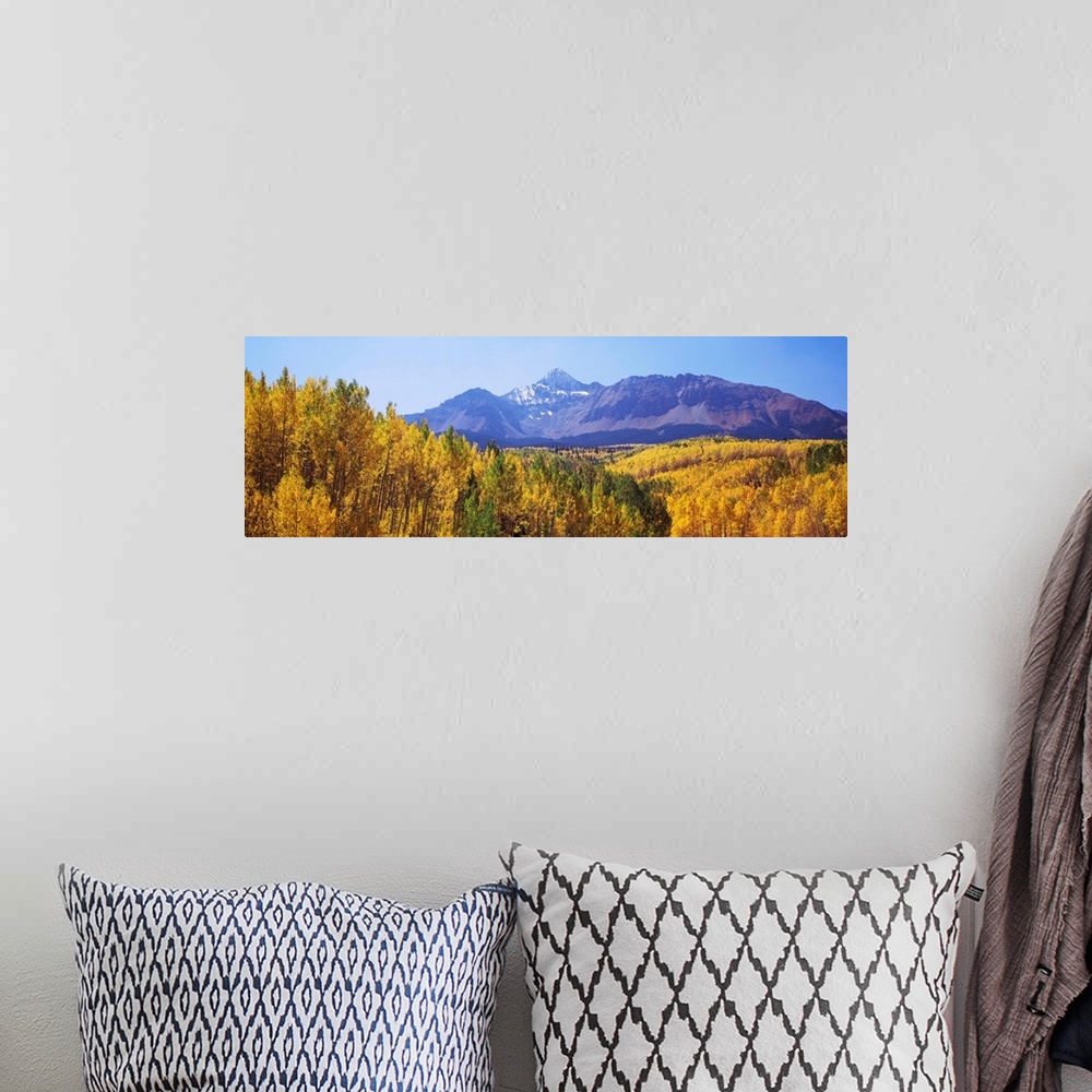 A bohemian room featuring Trees in a forest with mountain range in the background, Telluride, San Miguel County, Colorado, USA