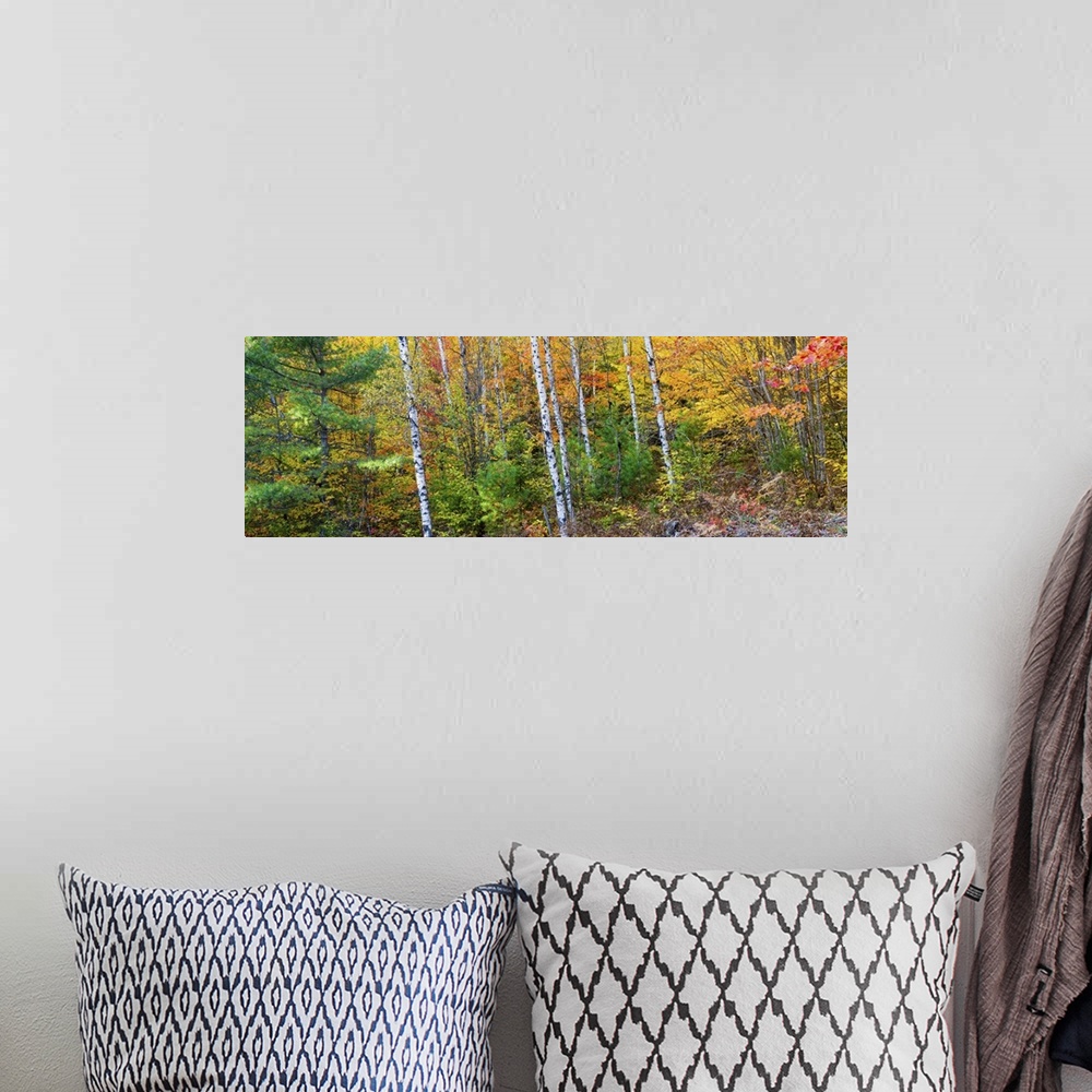 A bohemian room featuring Trees in autumn, Hiawatha National Forest, Alger County, Michigan