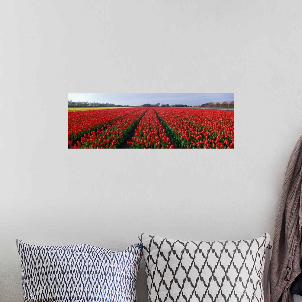 A bohemian room featuring Tulips Egmond Netherlands