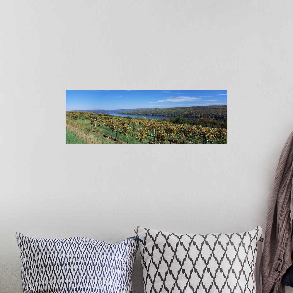 A bohemian room featuring Vineyard at the lakeside, Keuka Lake, Finger Lakes, New York State