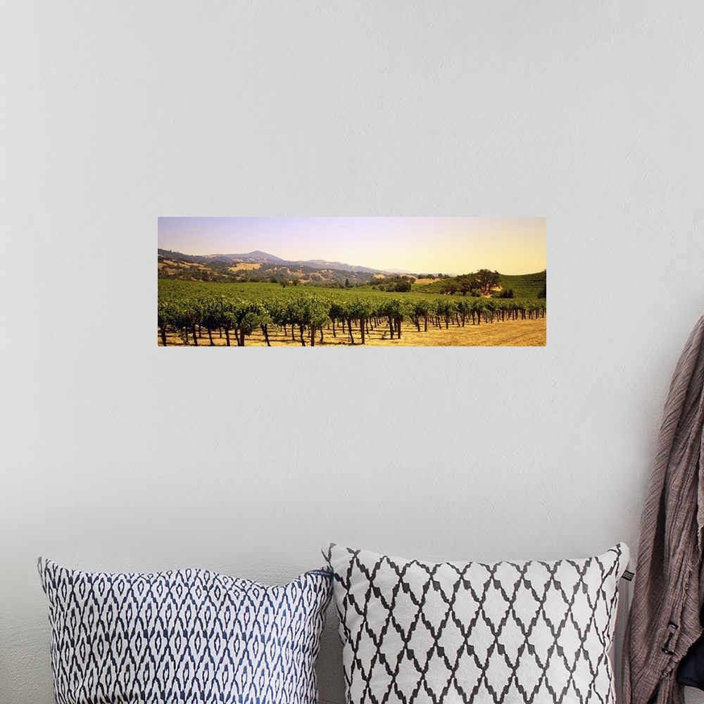 A bohemian room featuring A panoramic view of a large vineyard that reaches far back with hills photographed in the backgro...