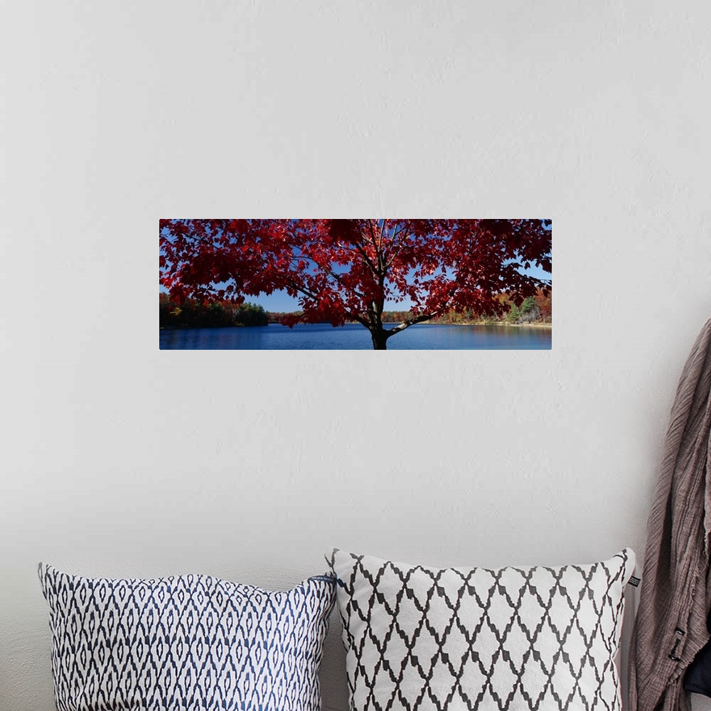 A bohemian room featuring Panoramic print on canvas of autumn colored trees surrounding a lake in New England.