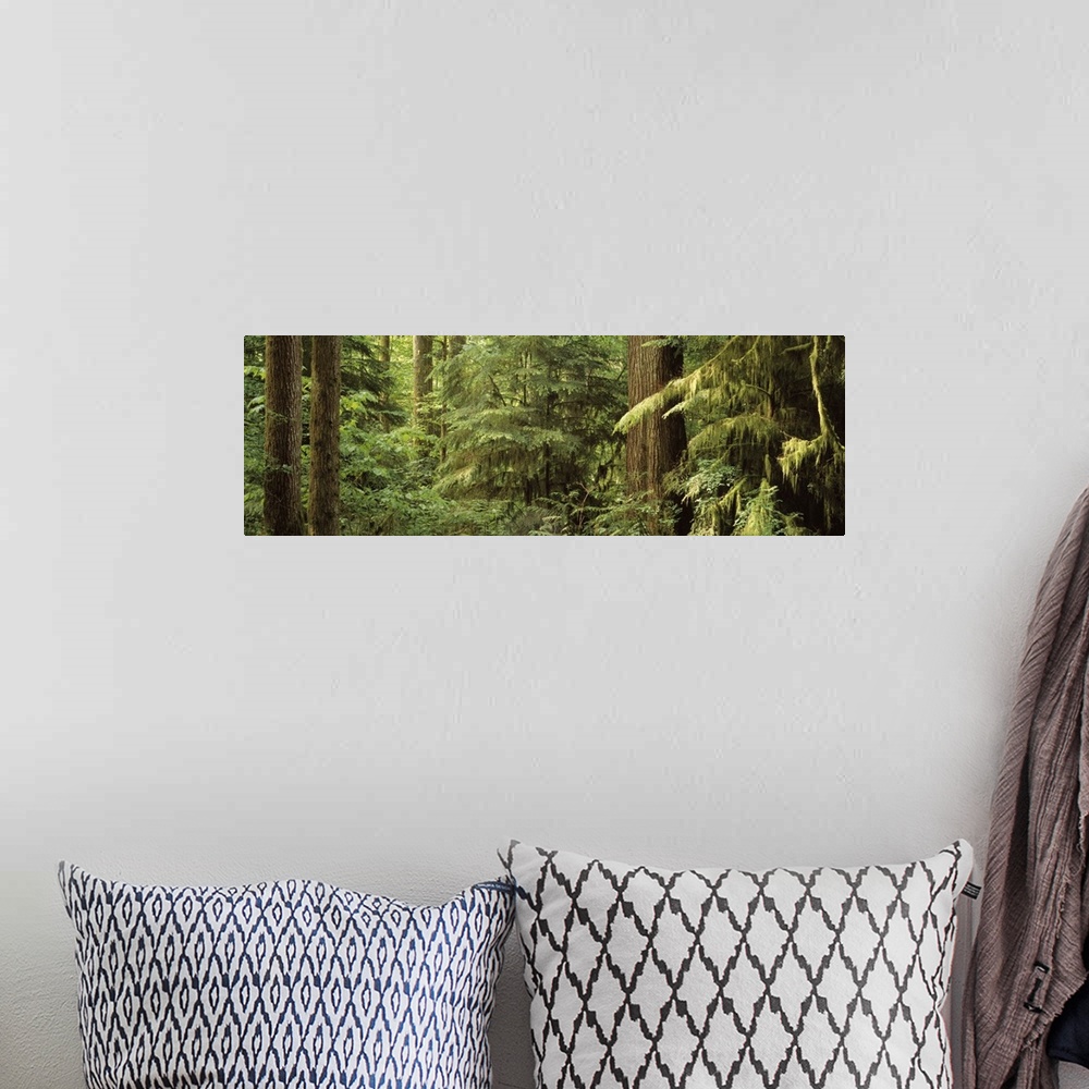 A bohemian room featuring Washington, Rockport, Rockport State Park, Trees in a forest