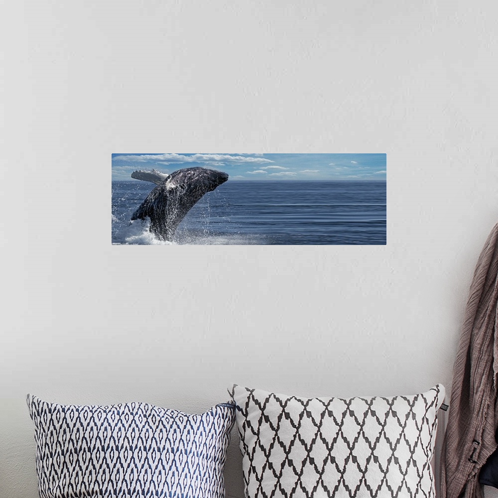 A bohemian room featuring Whale breaching