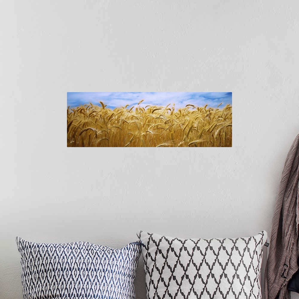 A bohemian room featuring Big, panoramic, close up photograph of a golden wheat field beneath a blue sky in Palouse Country...