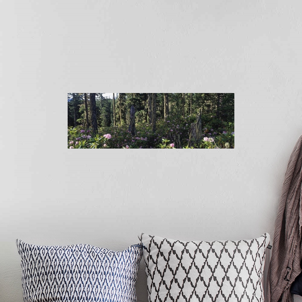 A bohemian room featuring Wild Rhododendrons Mount Hood National Forest OR