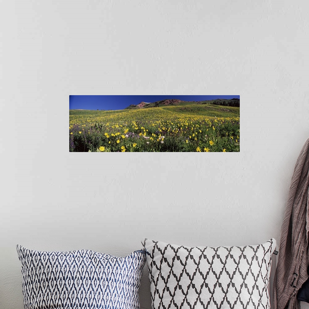 A bohemian room featuring Wildflowers in a field West Maroon Pass Crested Butte Gunnison County Colorado