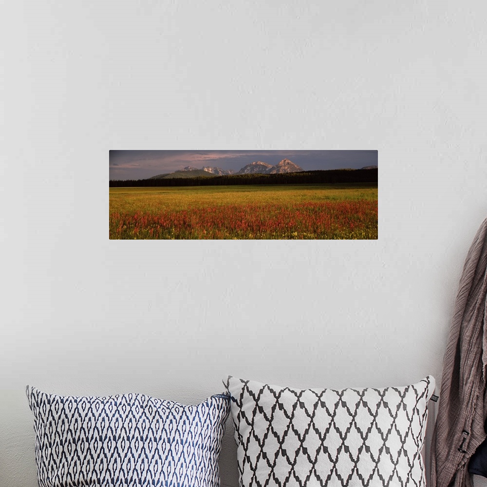 A bohemian room featuring Wildflowers in a field with mountains in the background Sawtooth National Recreation Area Idaho