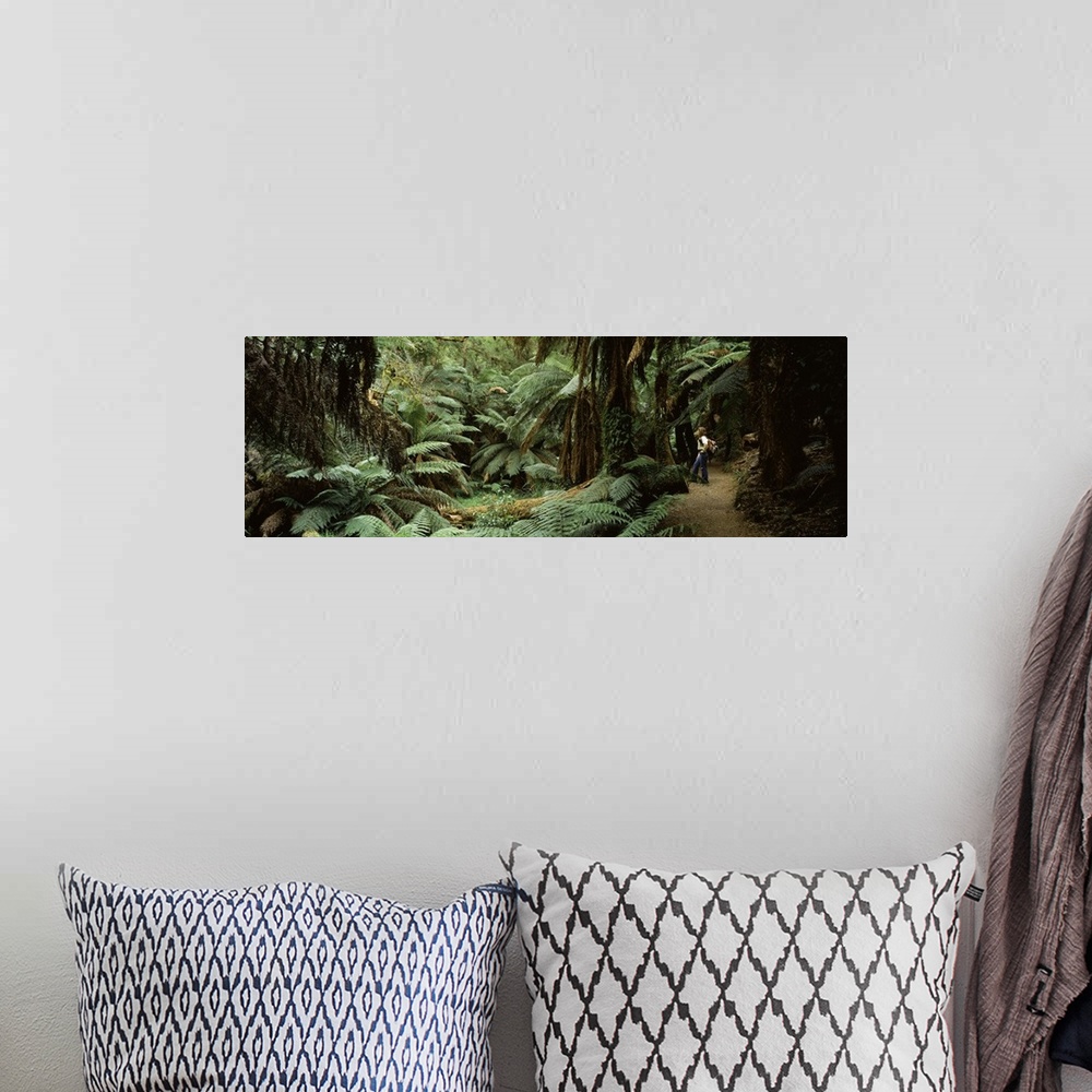 A bohemian room featuring Woman standing in a forest, Temperate Rainforest, Tarra Bulga National Park, Victoria, Australia