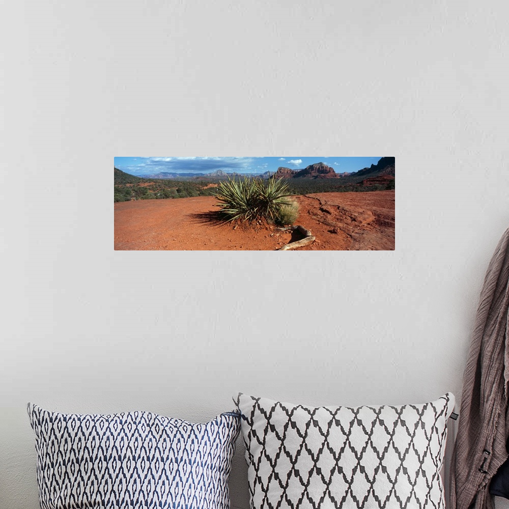 A bohemian room featuring Yucca plant growing in a rocky field, Sedona, Coconino County, Arizona