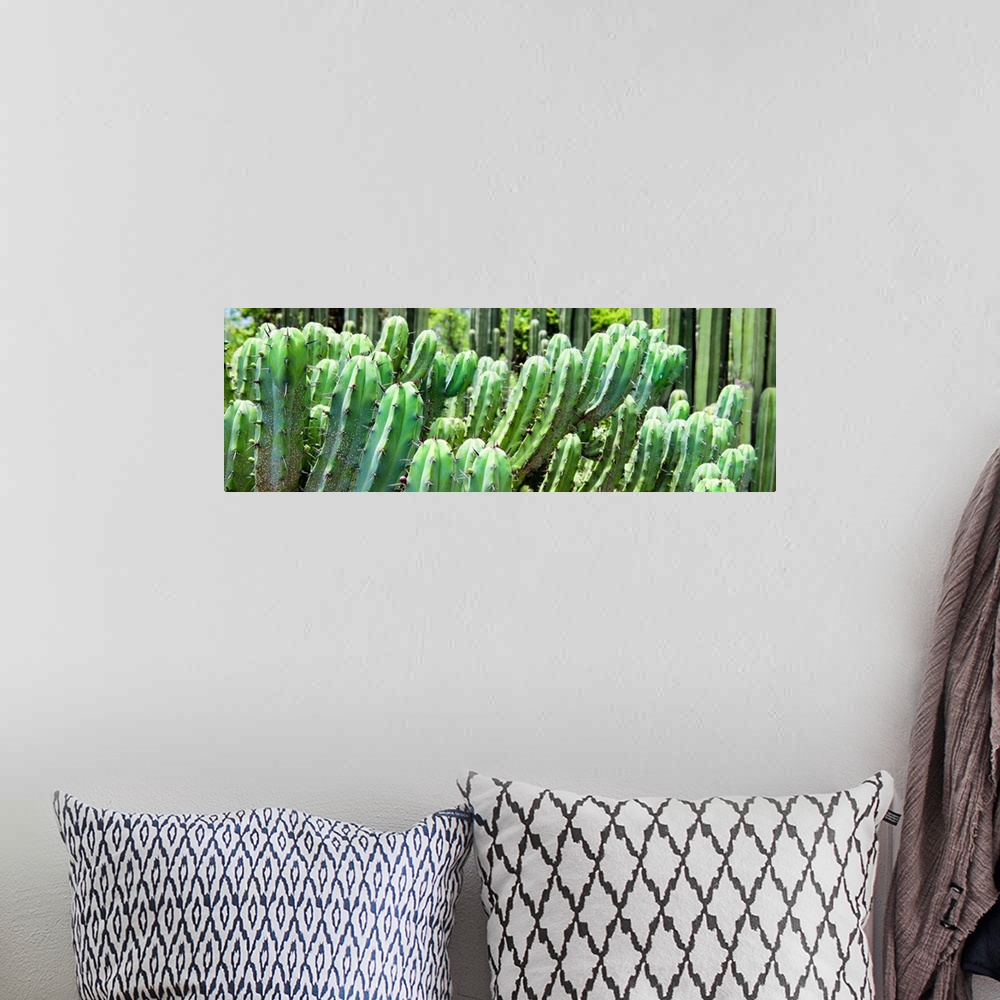 A bohemian room featuring A panoramic close-up photograph of cactus. From the Viva Mexico Panoramic Collection.