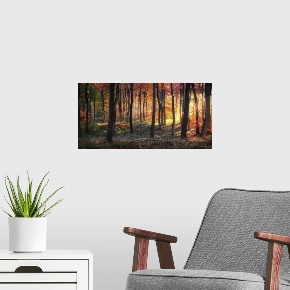 A modern room featuring An autumn forest lit ablaze in the light of the sunrise.