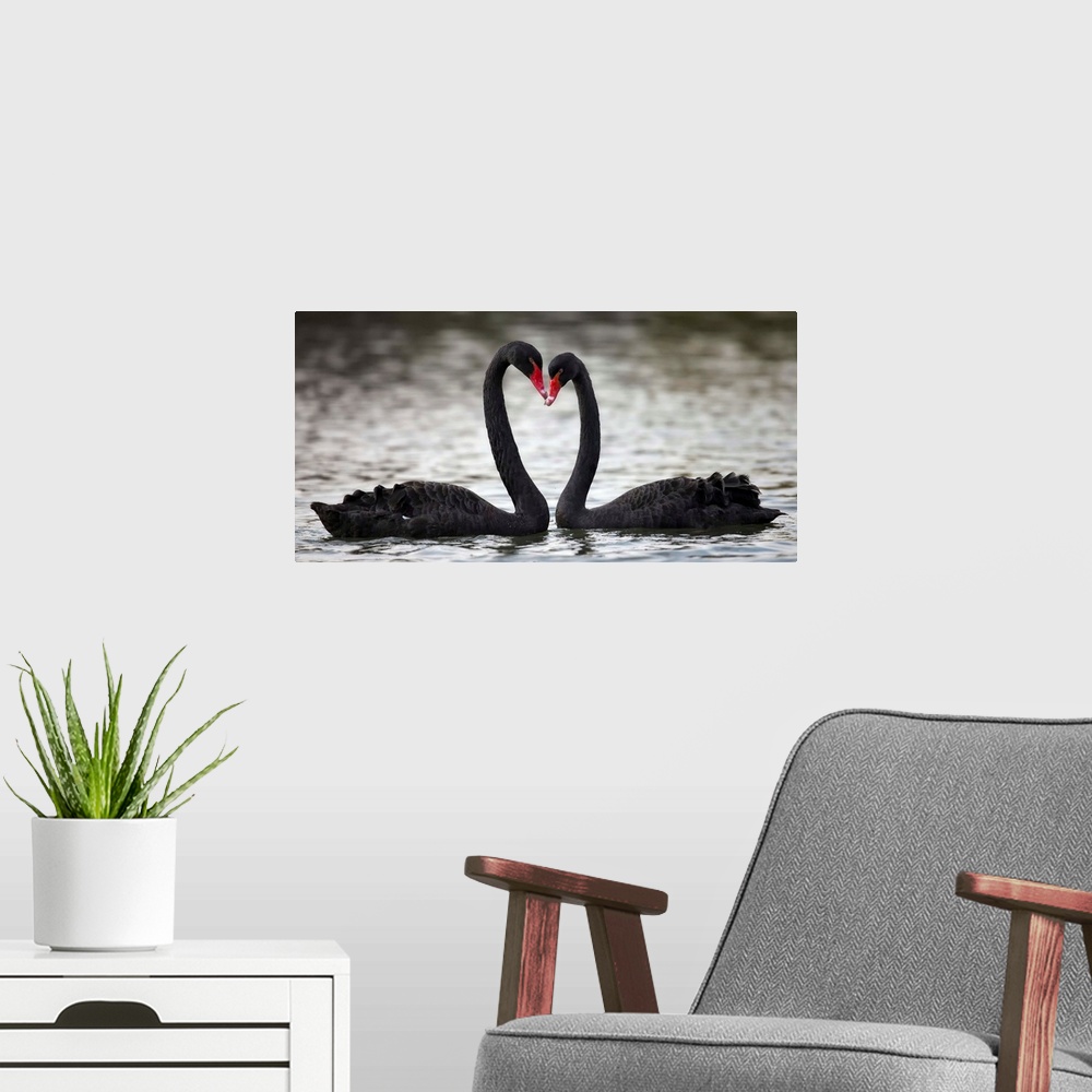 A modern room featuring A photograph of two black swans facing each other and making the shape of a heart with their necks.