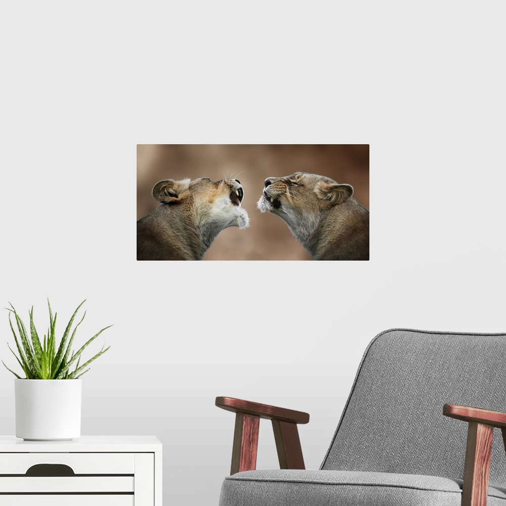 A modern room featuring Photograph of two lionesses who look like they are communicating.