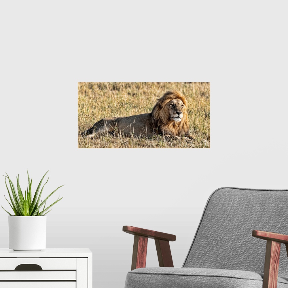 A modern room featuring A male lion in Tanzania, Africa