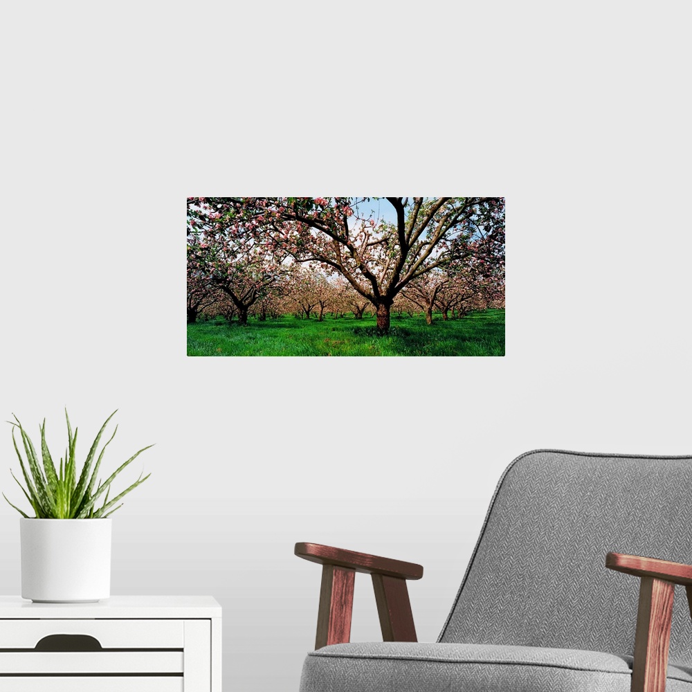 A modern room featuring Apple Orchard, County Armagh, Ireland