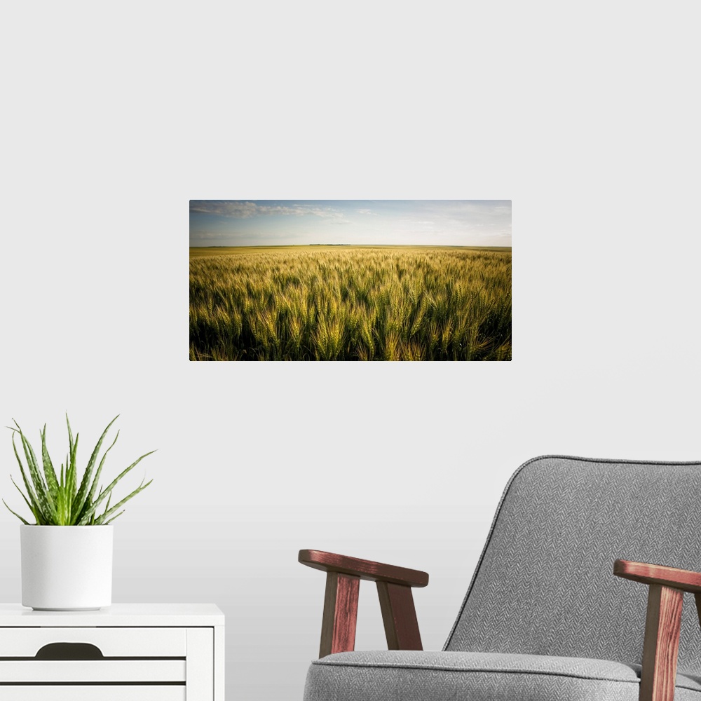 A modern room featuring View Over A Green And Golden Wheat Field; Saskatchewan, Canada