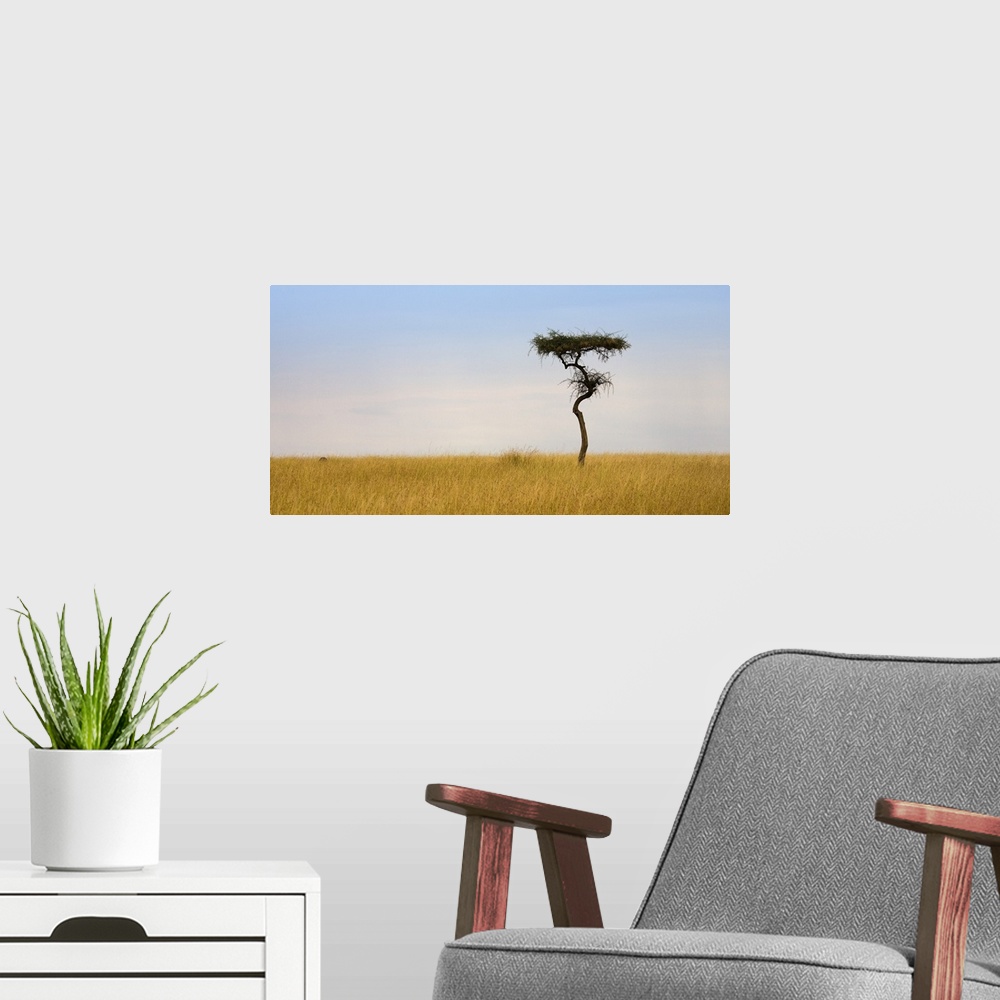 A modern room featuring Lone Acacia Tree, Masai Mara, Kenya