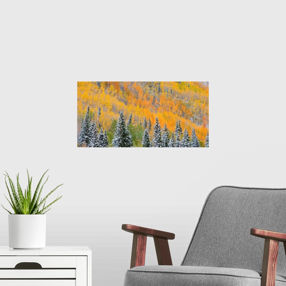 A modern room featuring A photograph of a sea of aspen and evergreens trees in fall foliage.