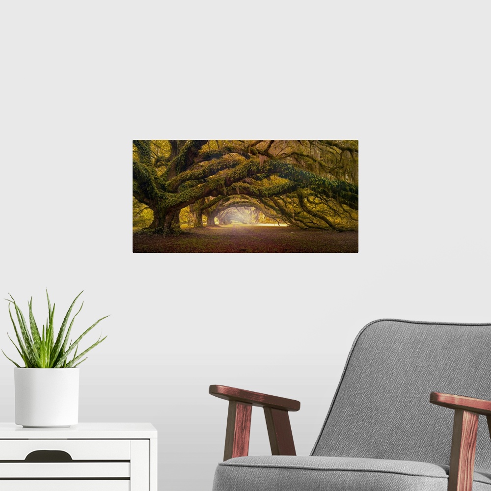 A modern room featuring Fine art photograph of spanish moss dripping from the branches of a mature live oak tree
