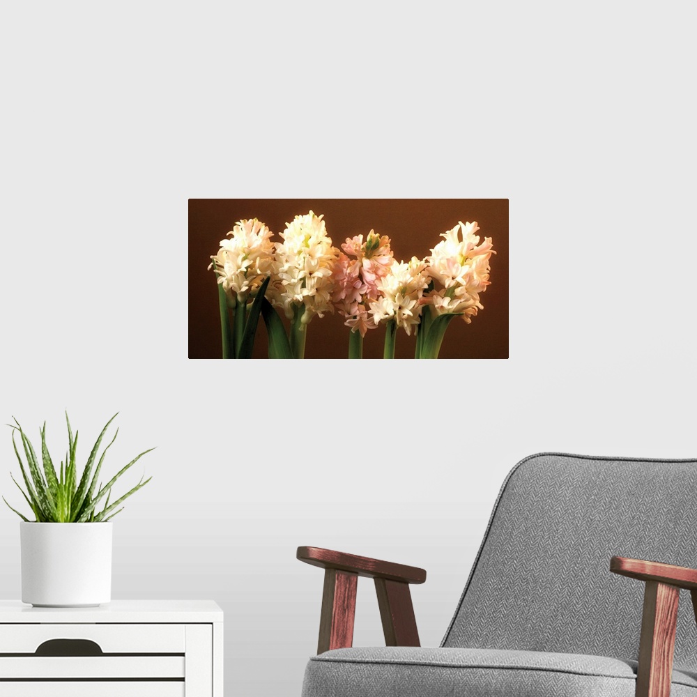 A modern room featuring A row of cream and light pink Hyacinthus in bloom against a brown backdrop.