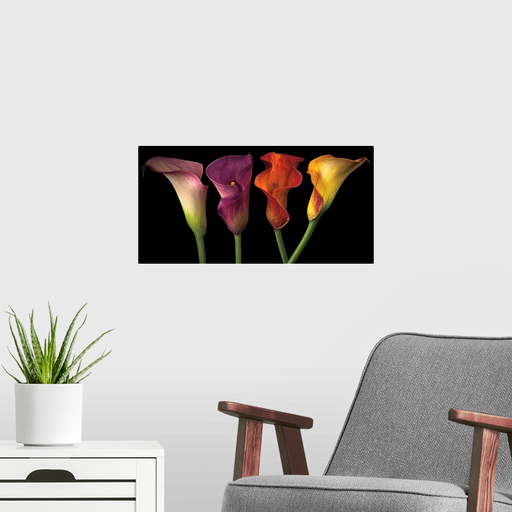 A modern room featuring A row of calla lilies in varies vibrant colors.