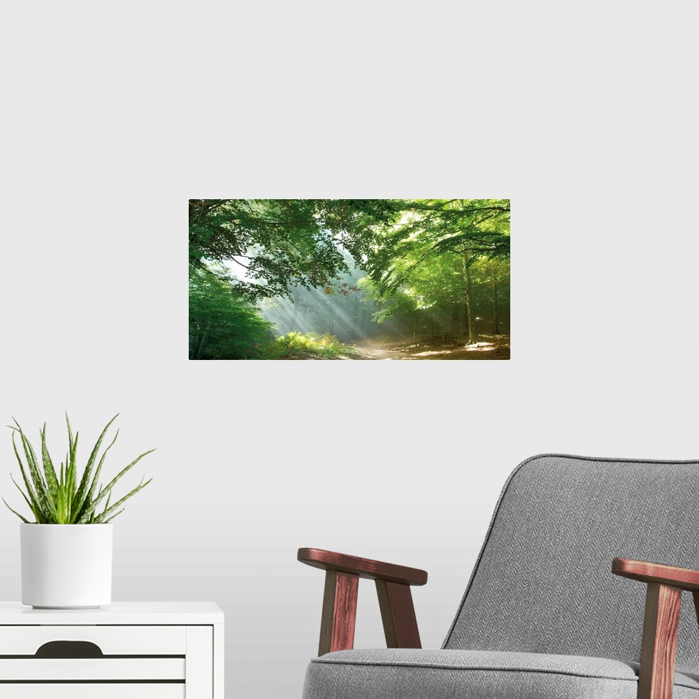 A modern room featuring A panoramic image of a trail through the forest with sun streaks peeping through the tree limbs.