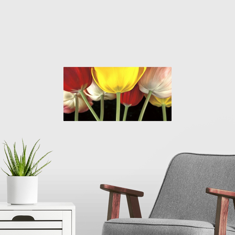 A modern room featuring A photograph close-up of the stems of tulips of varies colors.