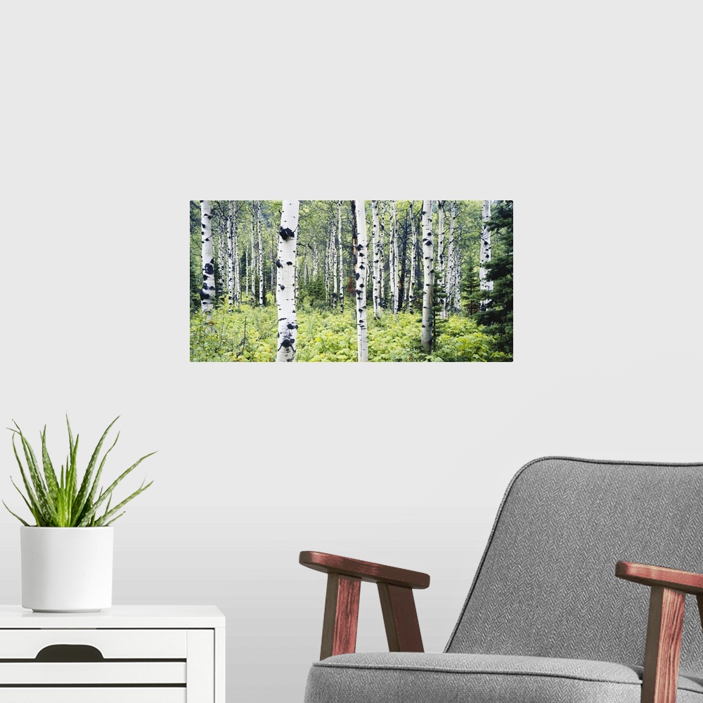 A modern room featuring Montana, Glacier National Park, Alpine forest of white birch trees