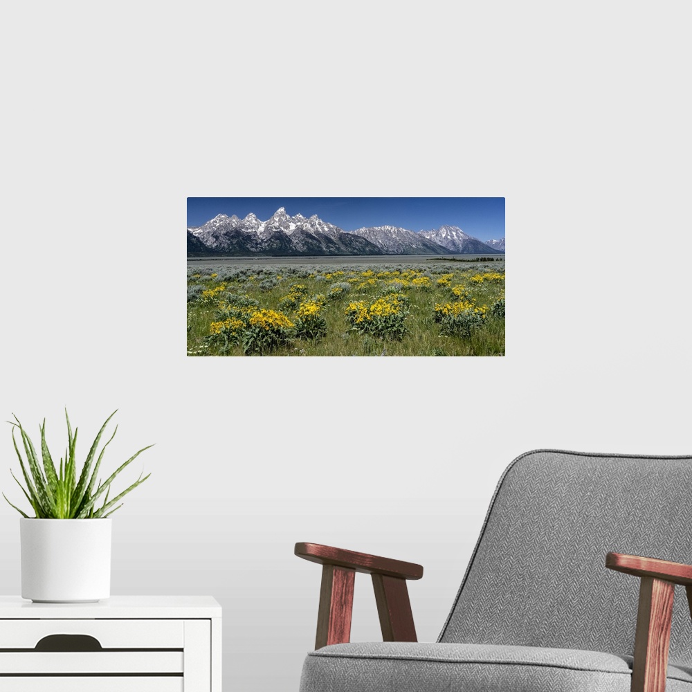 A modern room featuring USA, Wyoming. Grand Teton Range and Arrowleaf Balsamroot wildflowers, Grand Teton National Park.