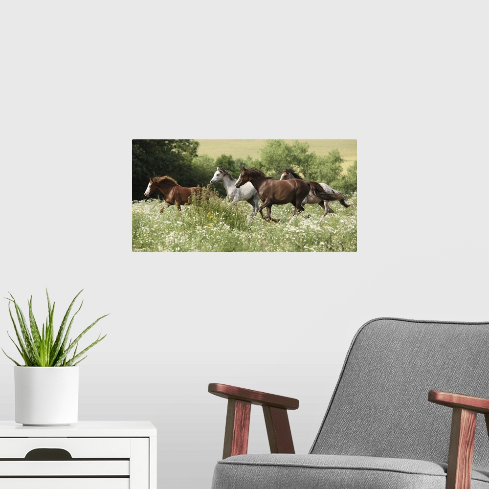 A modern room featuring Batch of horses running in a flowered scene during spring.