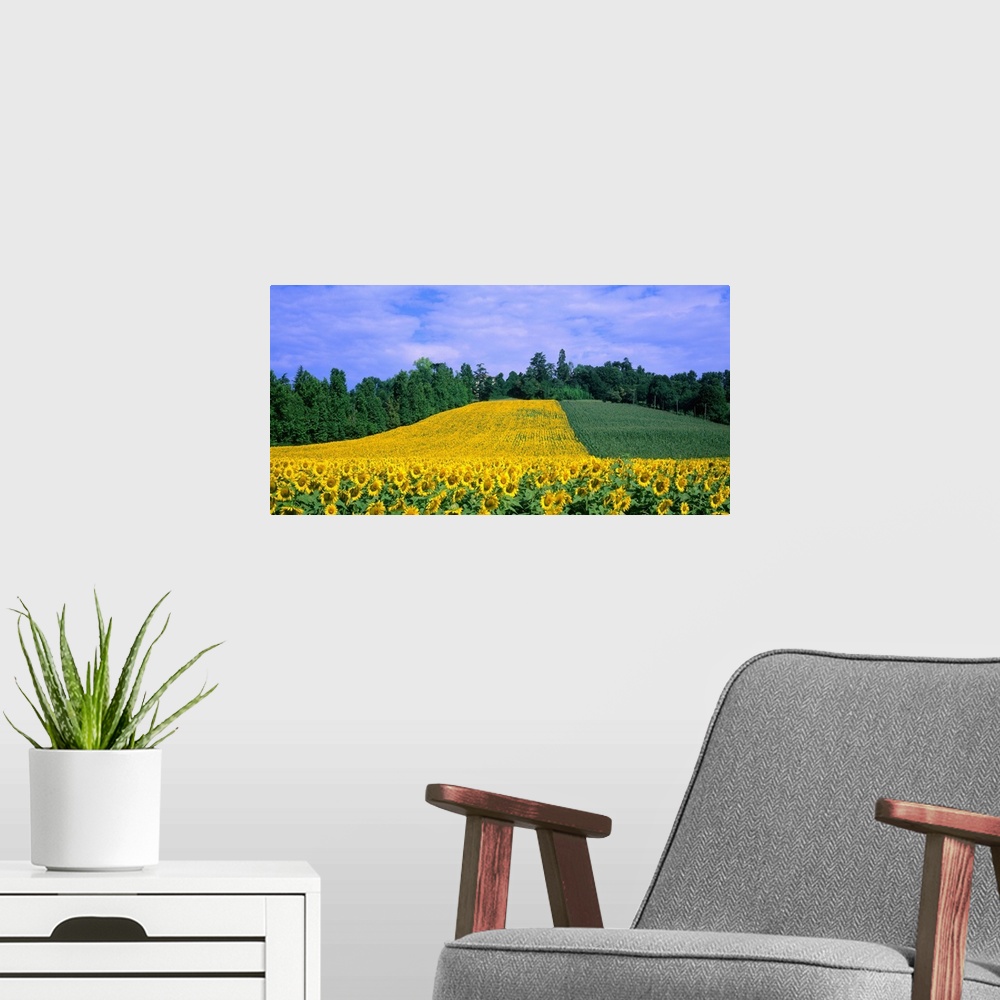 A modern room featuring Italy, Veneto, sunflowers