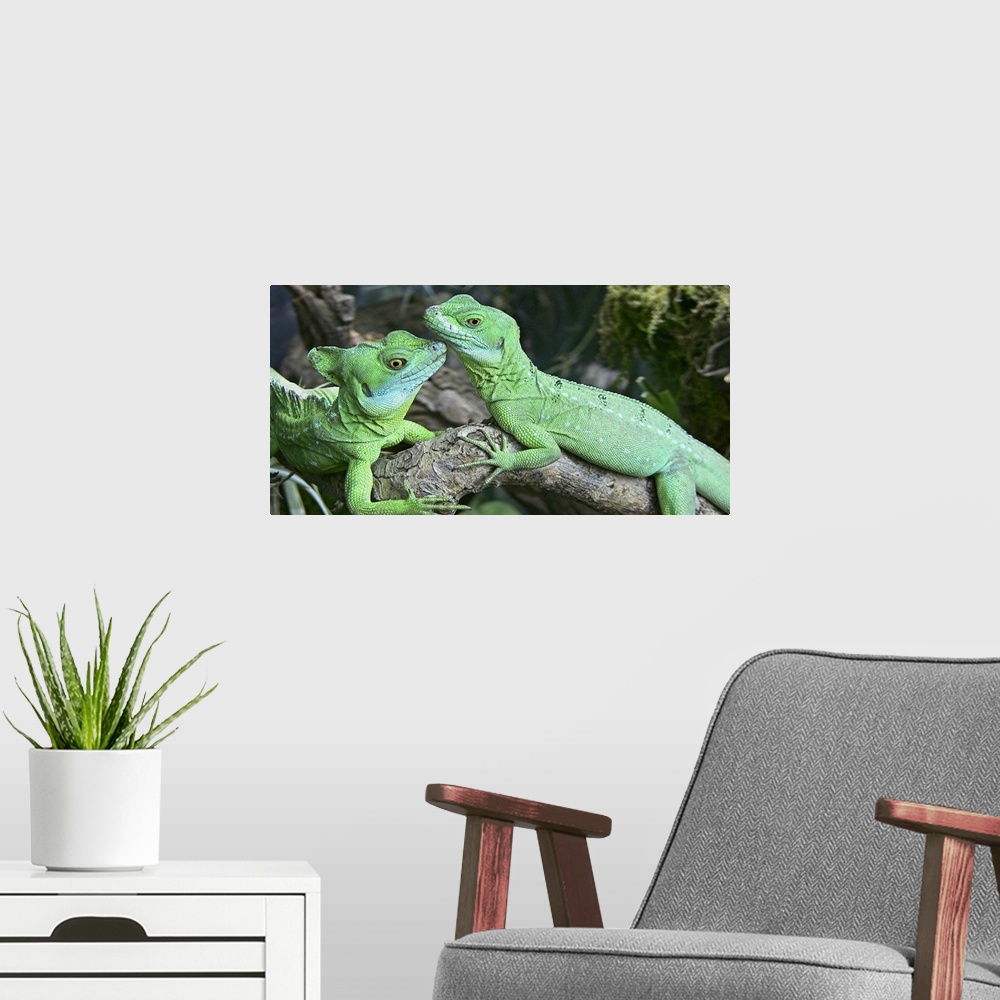 A modern room featuring Small iguanas, Germany
