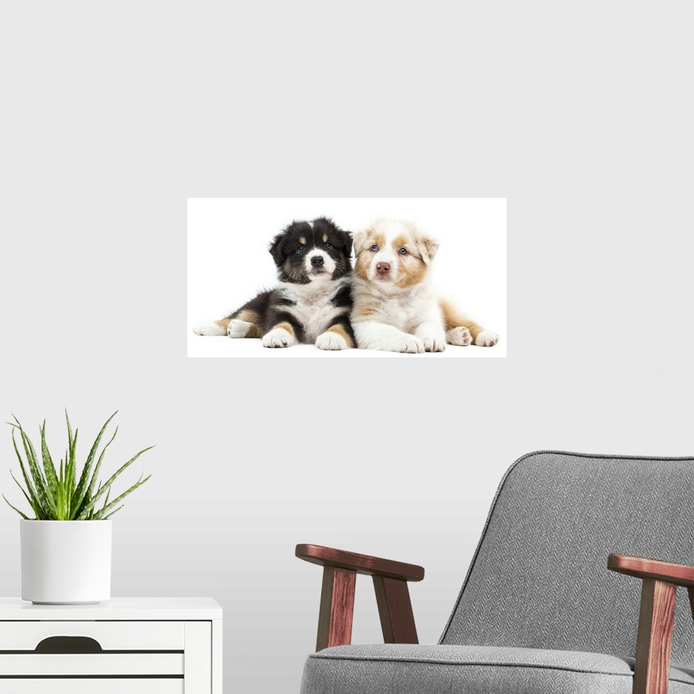 A modern room featuring Two Australian Shepherd puppies (6 weeks old) lying against each other