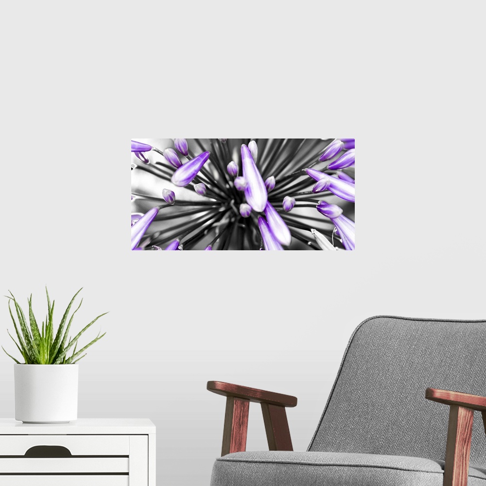 A modern room featuring Horizontal image of a closeup of purple flower.