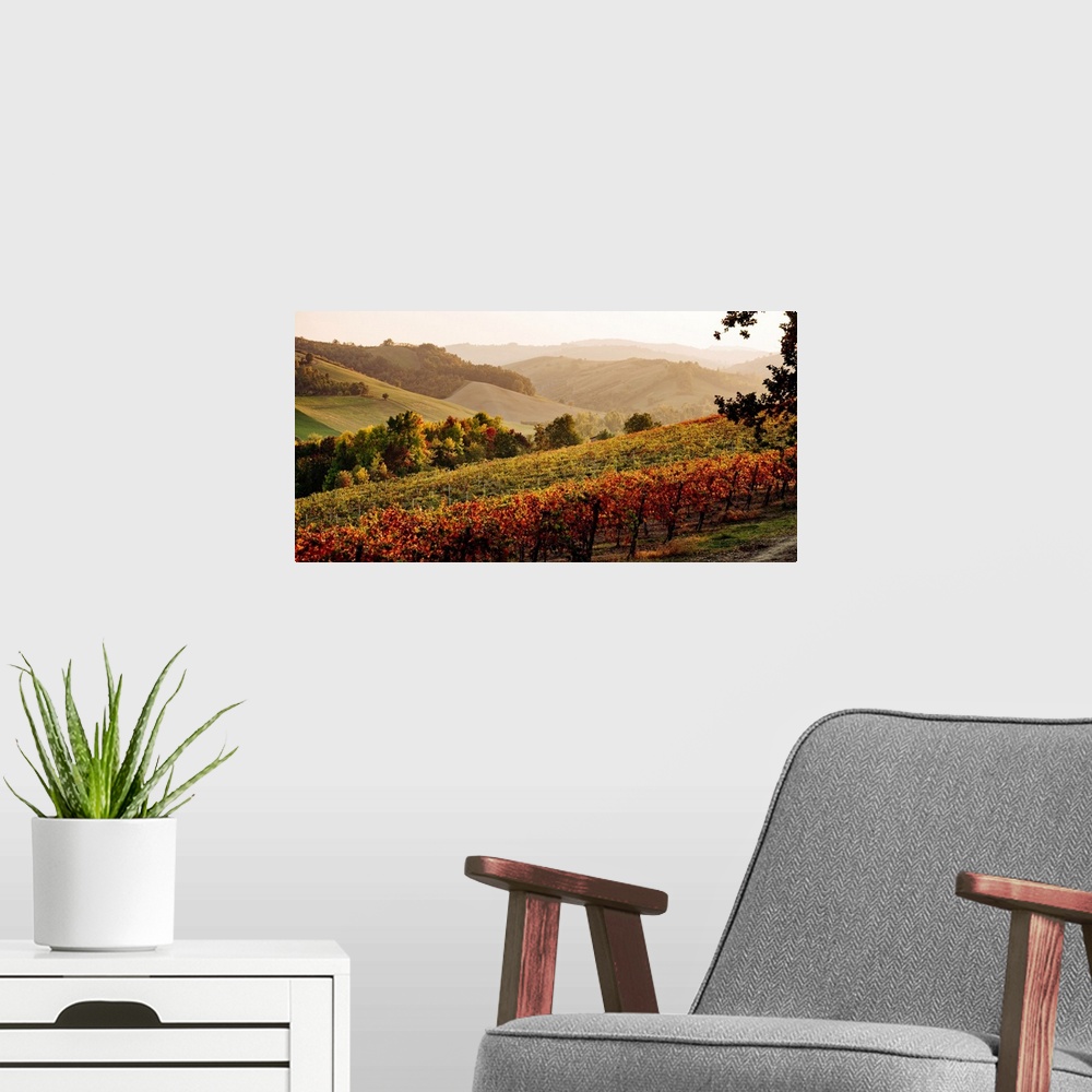 A modern room featuring Castelvetro di Modena, Emilia Romagna, Italy. Autumn landscape with colorful vineyards and hills.