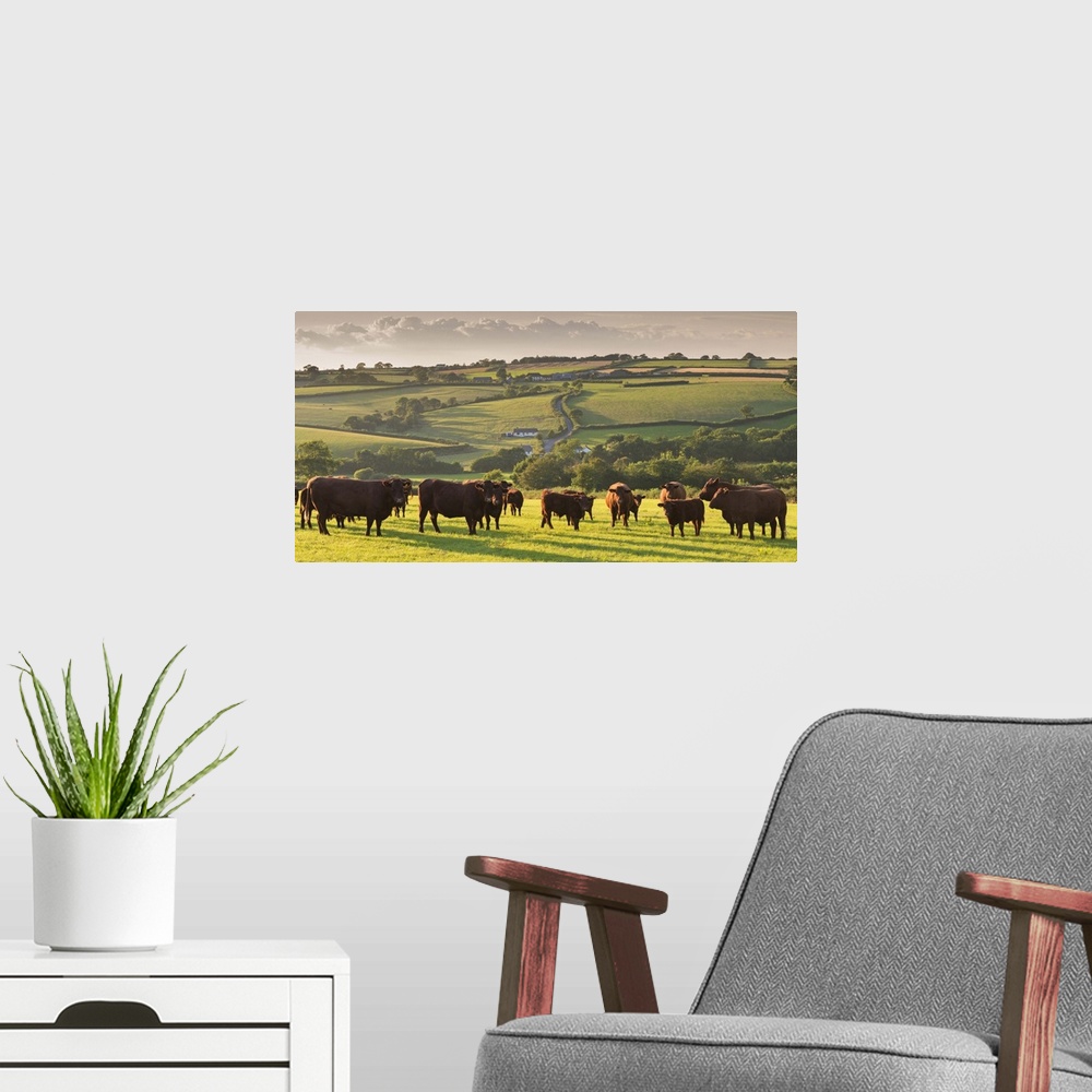 A modern room featuring North Devon Red Ruby cattle herd grazing in the rolling countryside, Black Dog, Devon, England. S...