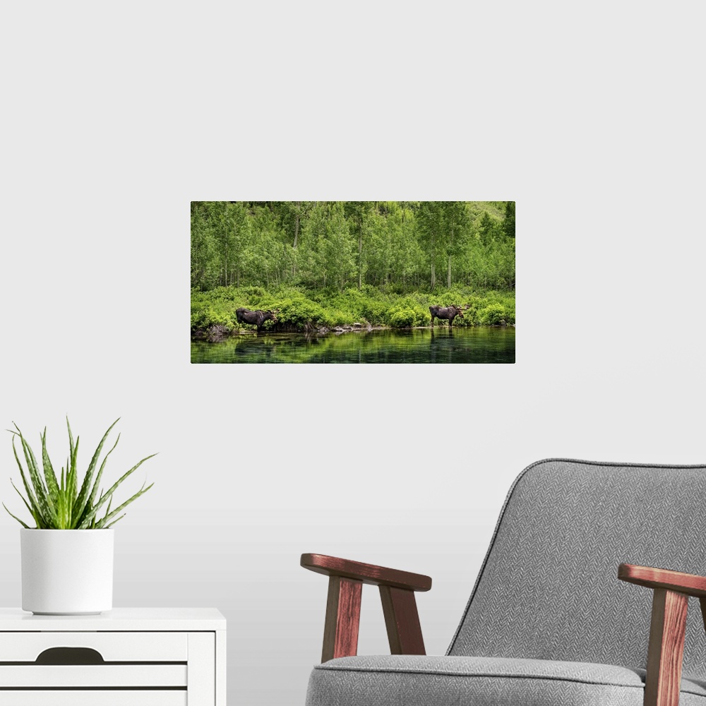 A modern room featuring Panorama of Two Bull Moose; Maroon Bells Wilderness, Maroon Bells, CO
