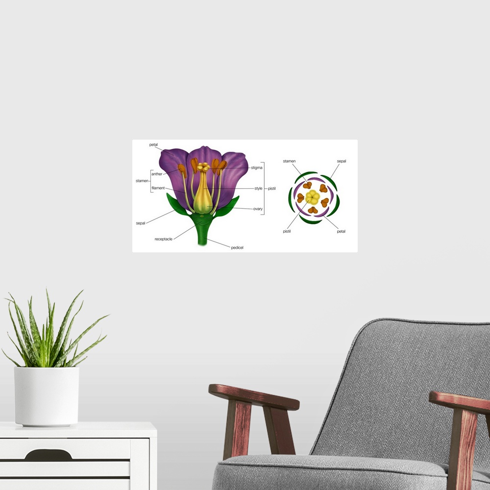 A modern room featuring Generalized Flower. Diagram On Right Shows Arrangement Of Floral Parts In Cross Section At The Fl...