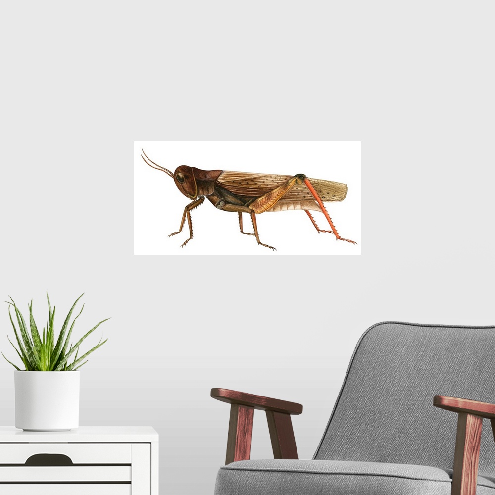 A modern room featuring Red-Legged Grasshopper (Melanoplus Femur-Rubrum)